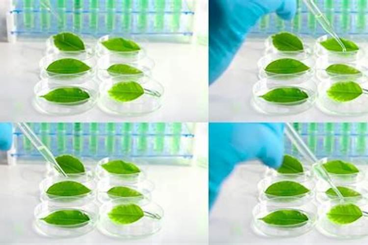 莴笋膨大长粗用什么肥或药