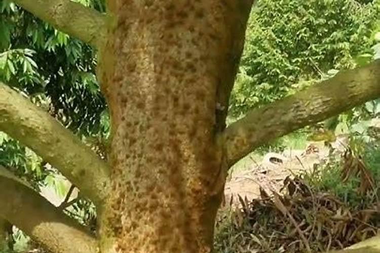 叶面肥用法不对危害大,施用时一定要注意这些细节!