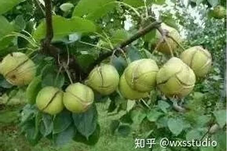 芸苔素用量大了有害吗？