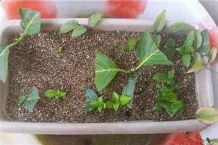 绣球花怎样水培生根