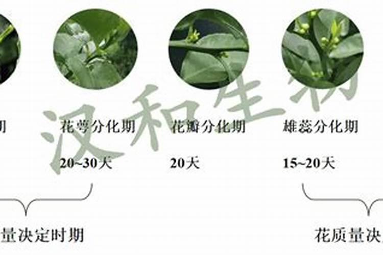 什么肥可促进花芽分化