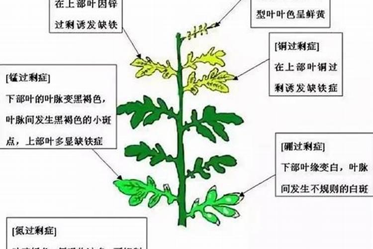 什么肥促进花芽分化;什么肥料能让根系快速生长