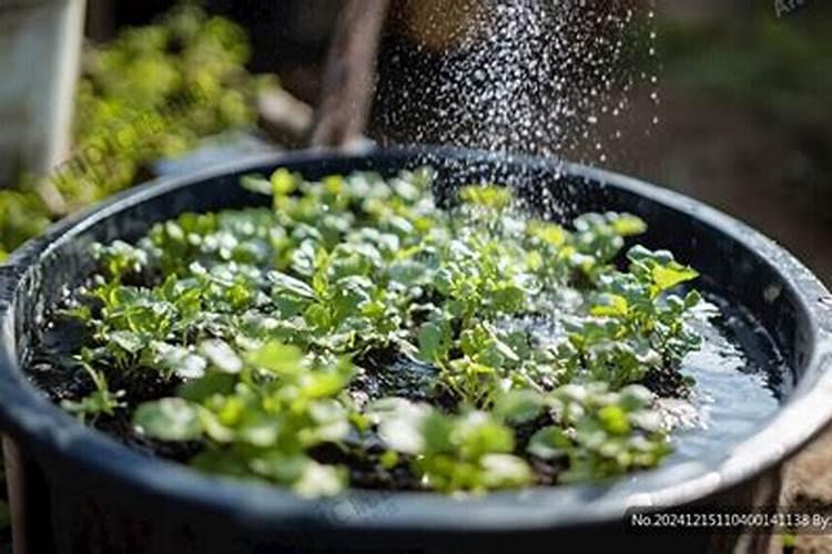 一斤磷肥兑多少水浇菜