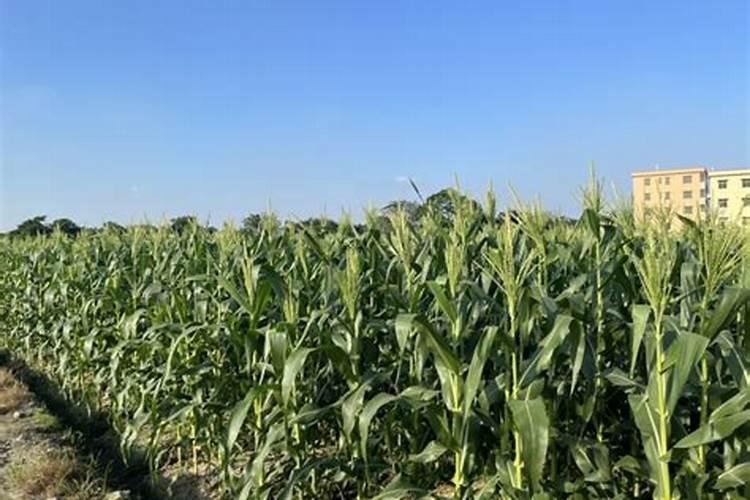 玉米施什么肥最好