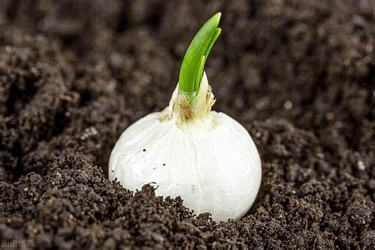 种植大蒜用什么肥料好 种植大蒜用什么肥料合适