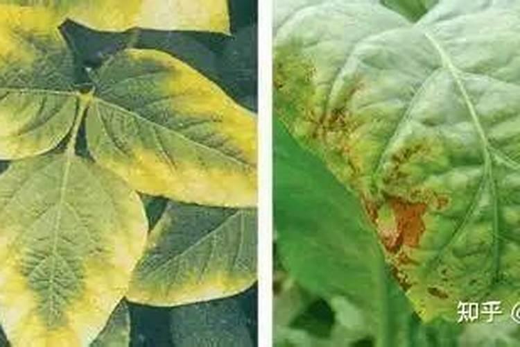 种植花生,如何施用钾和钙？