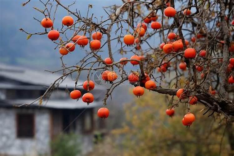 柿子树什么时候喷施钙镁硼锌铁叶面肥？