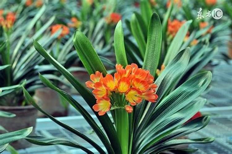 春天君子兰如何施肥生长特别旺