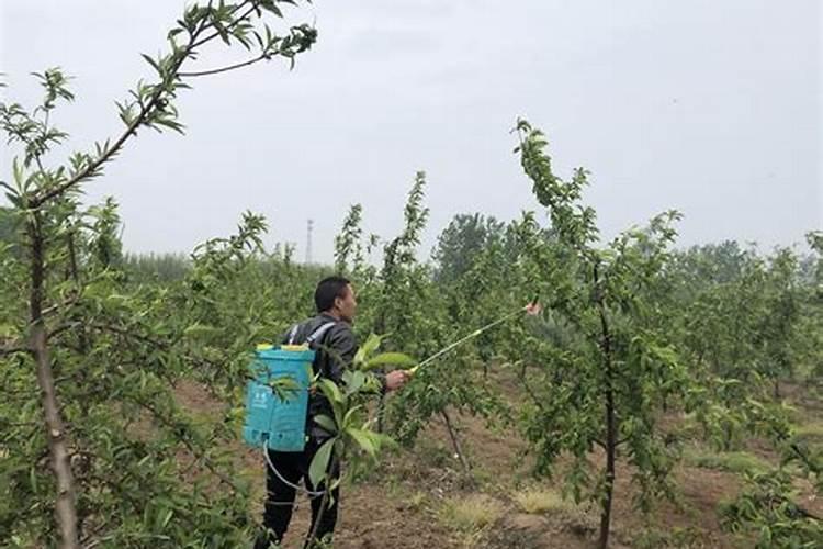 果树叶面肥喷施时间