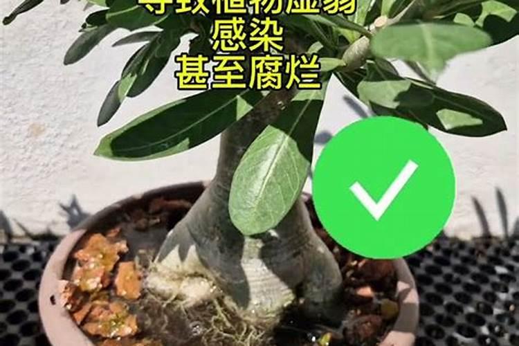 大量元素水溶肥掌握4点使用方法