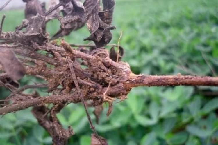 氨基酸水溶肥的危害,与腐殖酸哪个好