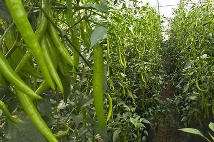 辣椒高产的最佳方法