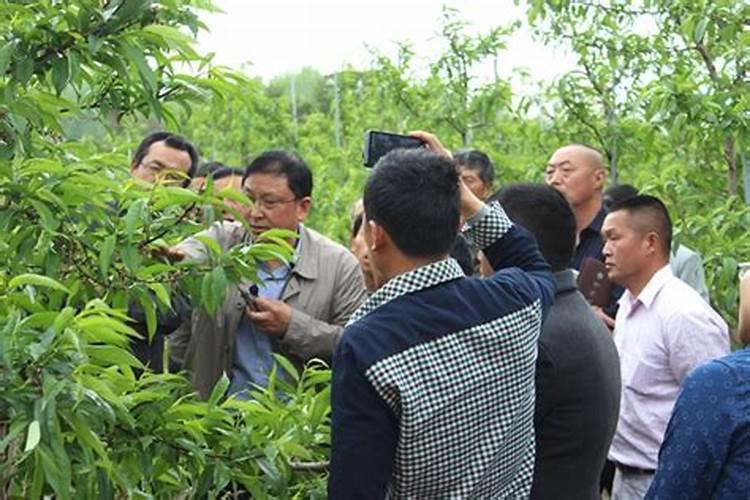 桃树施肥时间和方法