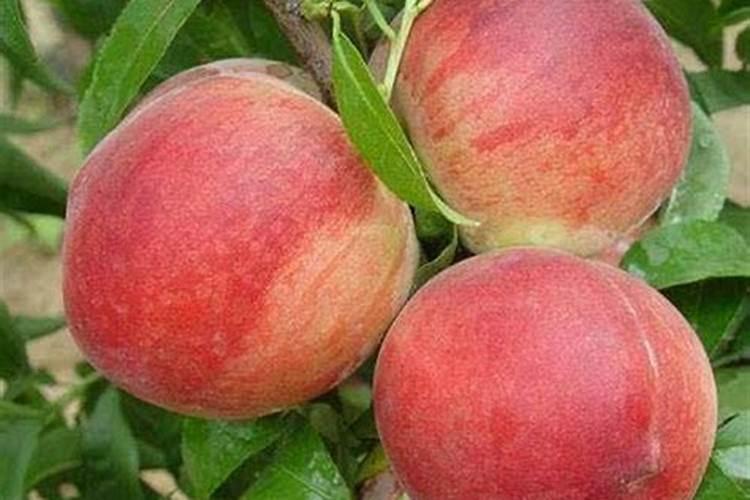 五年经验老农教您:桃树都在什么时间施肥？