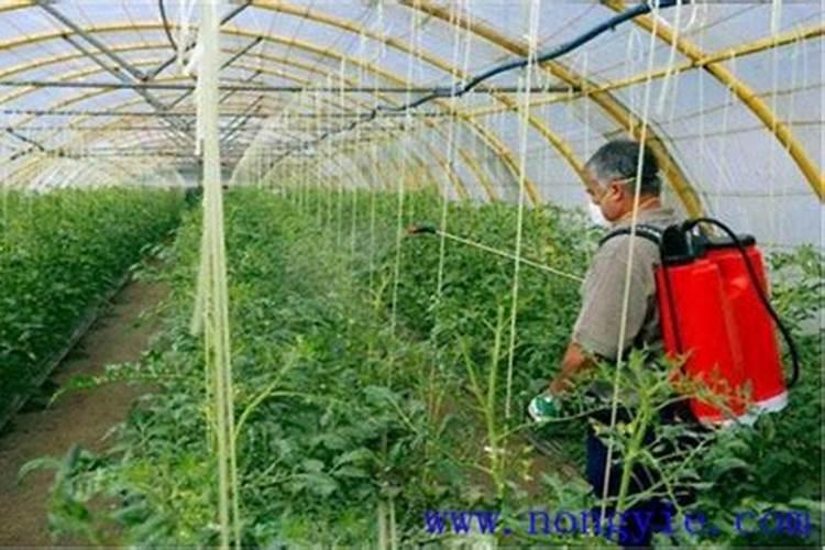 瓜果蔬菜叶面肥的正确使用方法(什么时候打叶面肥好)