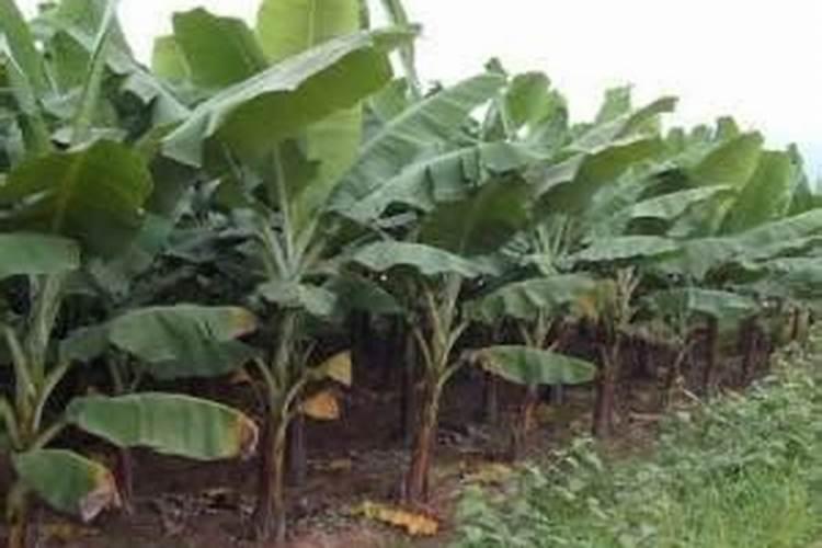 膨果期能打芸苔素吗