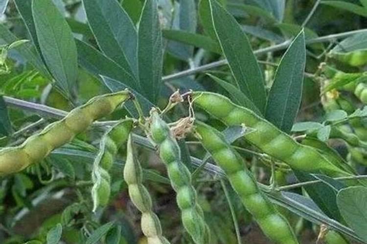 种豆角如何使用氮肥？可以实现豆角高产吗？