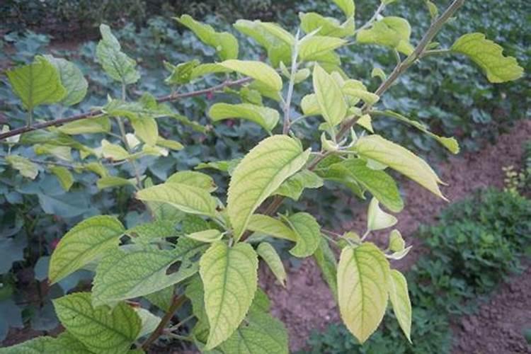 苹果树叶子发黄怎么办