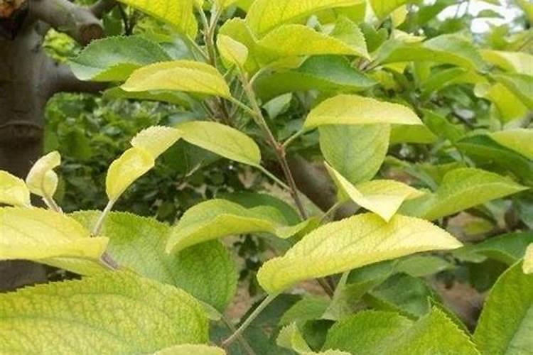 苹果树喷什么叶面肥好