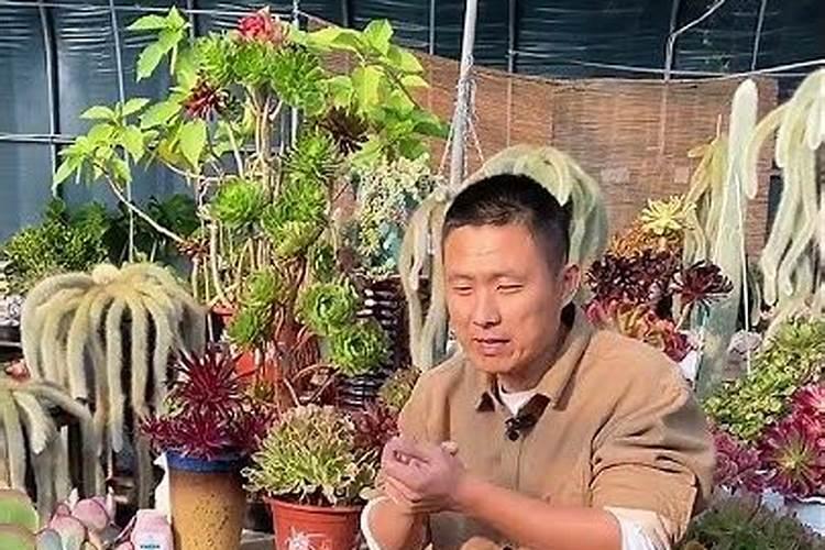 多肉被晒紫了还能存活吗,多肉被晒紫了,还能存活吗？