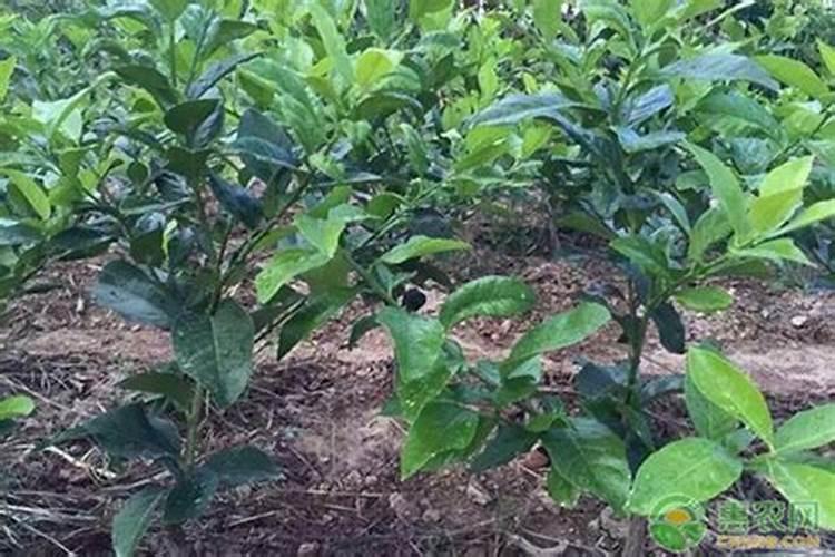 柠檬树底肥放什么肥好(底肥施用方法)