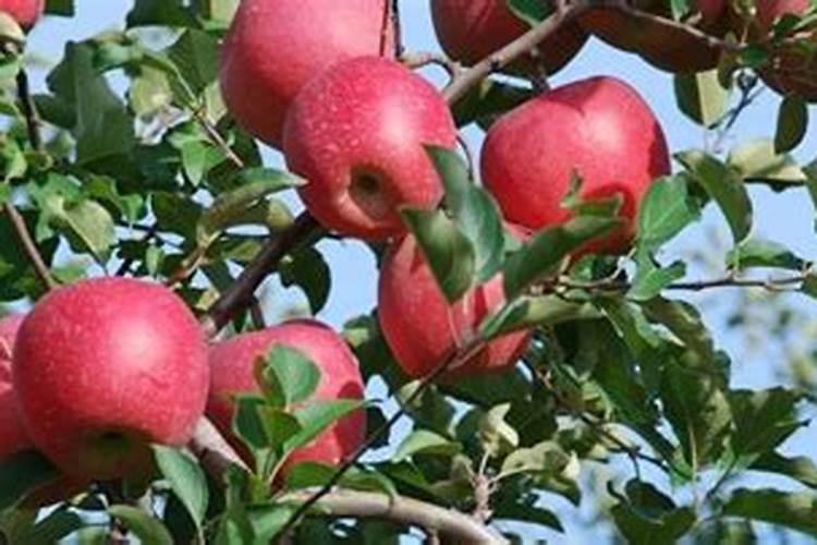 苹果树上什么肥料好 苹果树上哪些肥料好
