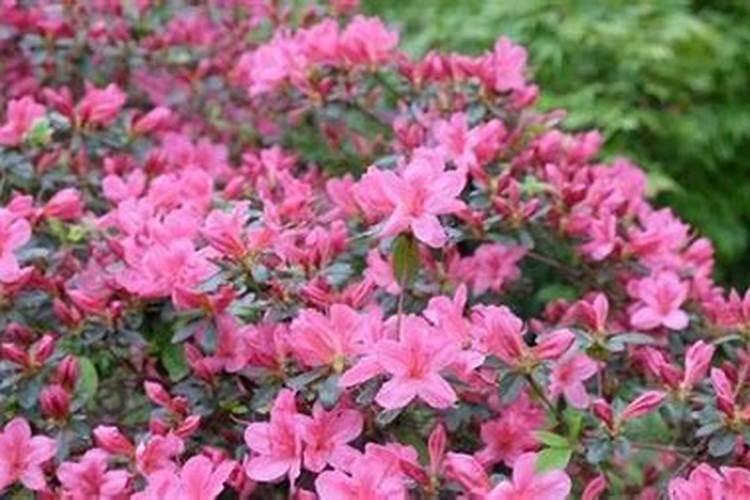 杜鹃施什么肥好