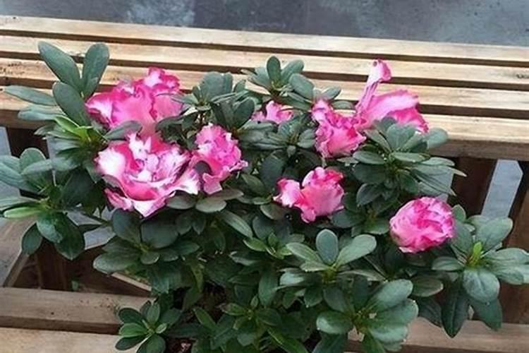 杜鹃花最好的肥料是什么？