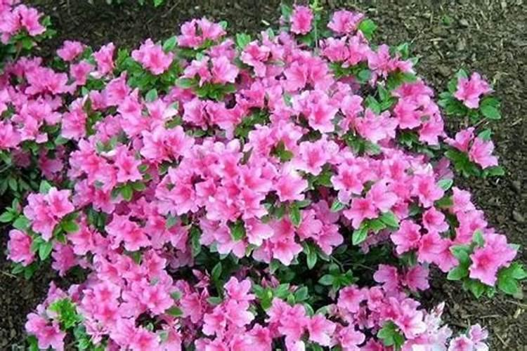 杜鹃花叶面施肥磷酸二氢钾多长时间施一次？