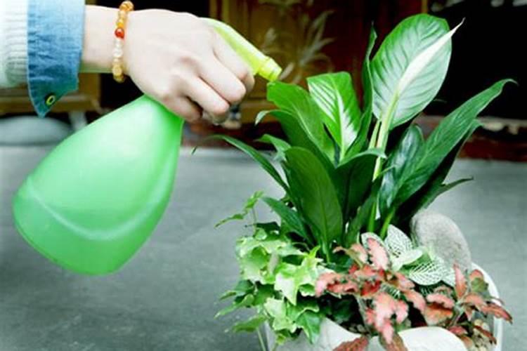 肥料化成水浇花可以吗