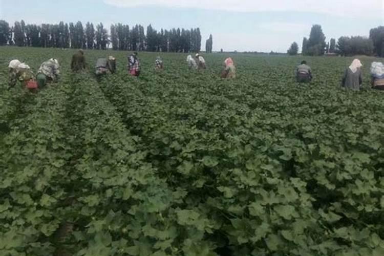 棉花打顶后喷施的最好的叶面肥