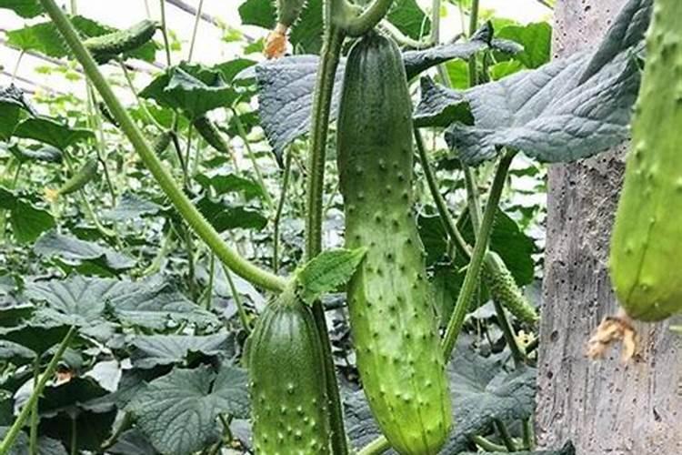 黄瓜浇什么肥料最好