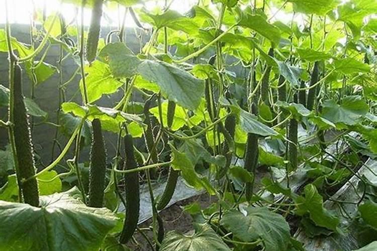 黄瓜苗期用什么肥料,黄瓜生根水溶肥