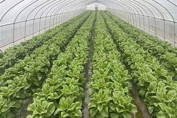 莴笋施什么肥长得粗壮