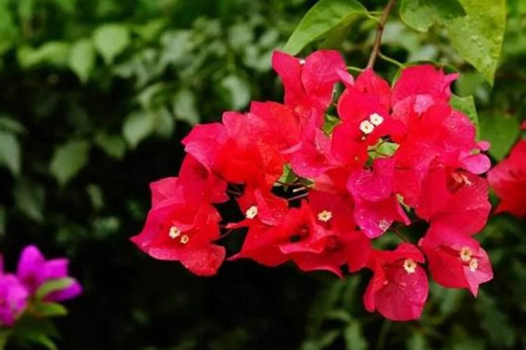 三角梅施什么肥最好