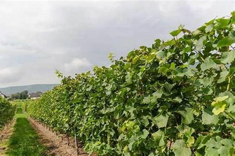 水稻旱育秧如何进行施肥