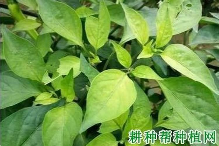 辣椒缺氮如何防治？