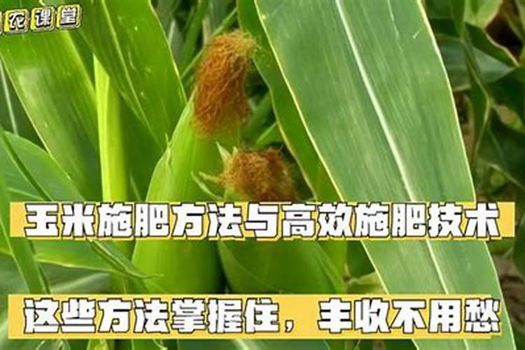 玉米怎么施肥才能高产