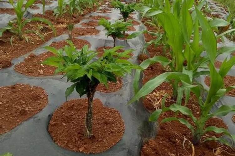 魔芋种植技术有哪些