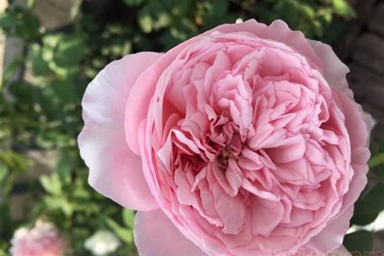 月季花现在都发芽了,而且也长新叶子了,可以施肥吗？