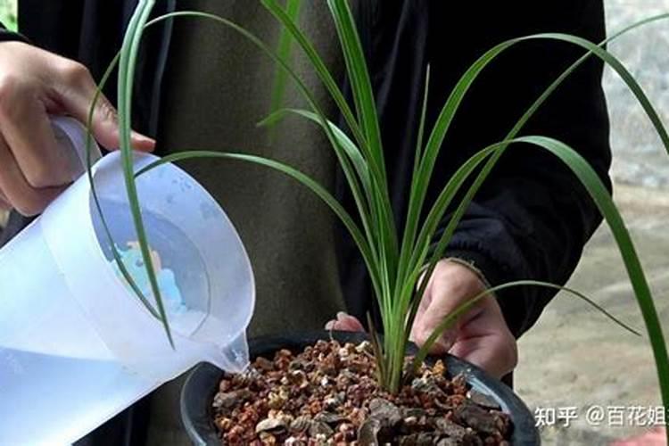 大量元素水溶肥对花卉绿植的用法