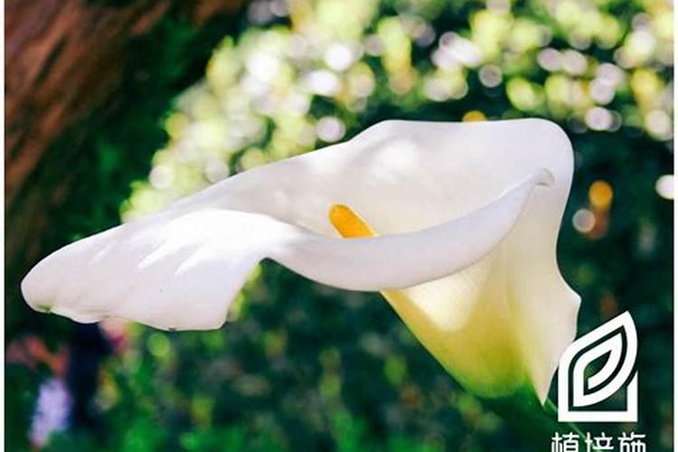 马蹄莲施什么肥最好