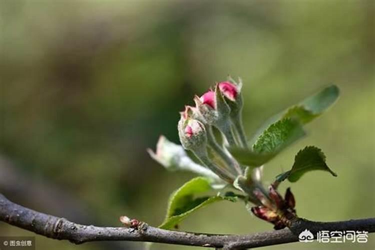 苹果树化肥怎样上化肥