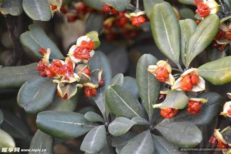 盆栽海桐怎样养殖