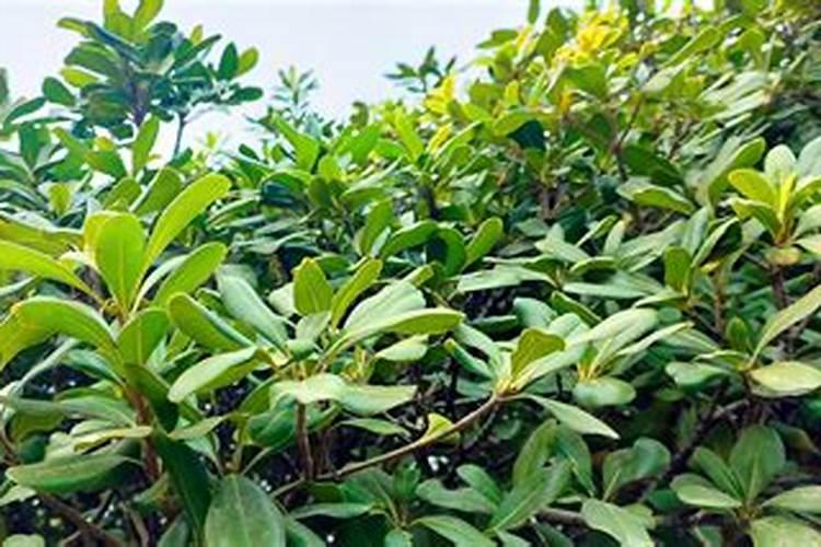 盆景海桐的养殖方法