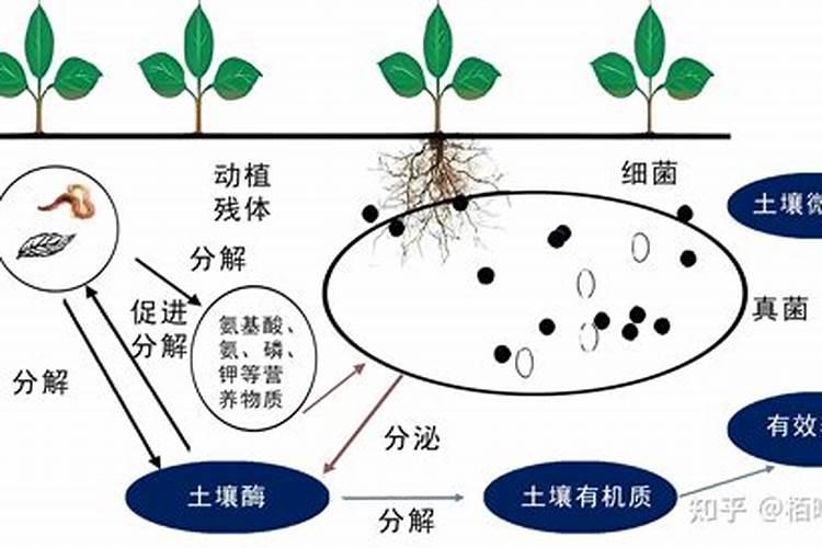 能让玉米增加10%产量的叶面肥