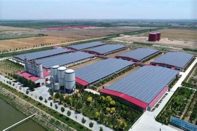 请问种植金银花一亩需要多少成本？