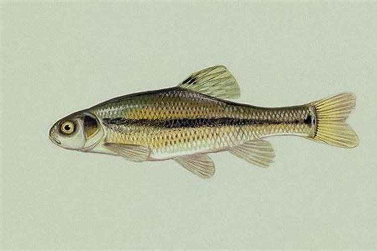 阿米诺鱼竿是哪里产的