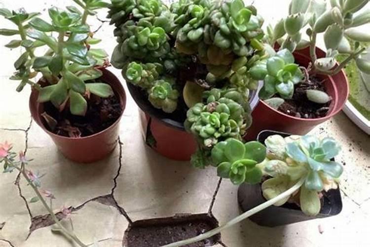 花卉用上通用控释肥后可以马上浇水吗？