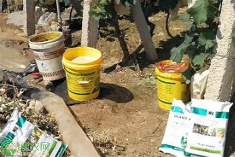 郁金香发芽后怎么施肥